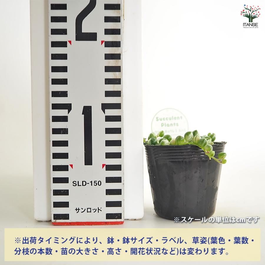 グリーンネックレス 斑入り 多肉植物 2.5号/1個売り ガーデニング