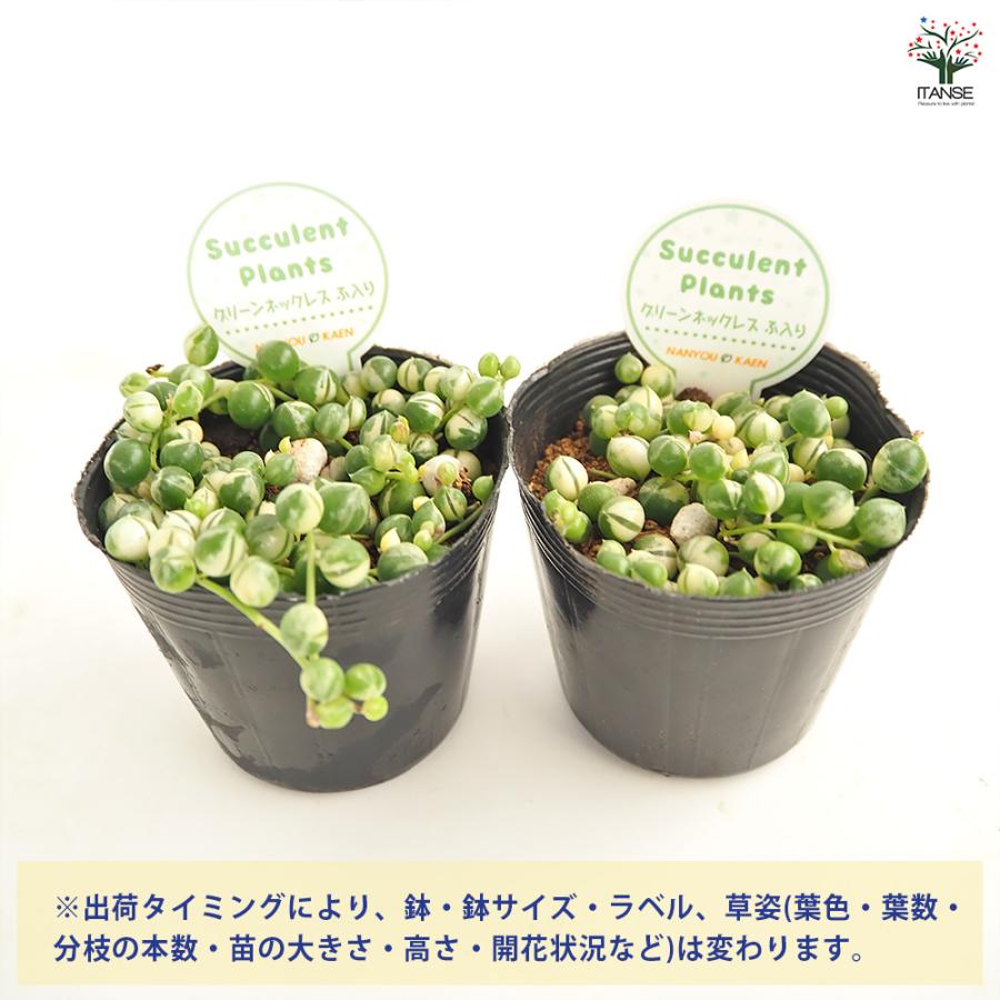 グリーンネックレス 斑入り 多肉植物 2.5号/1個売り ガーデニング