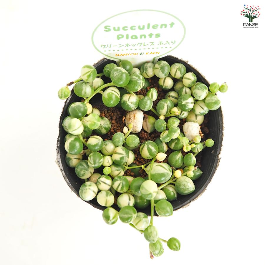 グリーンネックレス 斑入り 多肉植物 2.5号/1個売り ガーデニング