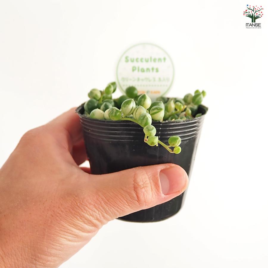 グリーンネックレス 斑入り 多肉植物 2.5号/1個売り ガーデニング