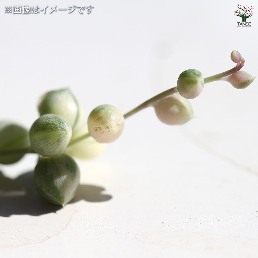 グリーンネックレス 斑入り 多肉植物 2.5号/1個売り ガーデニング