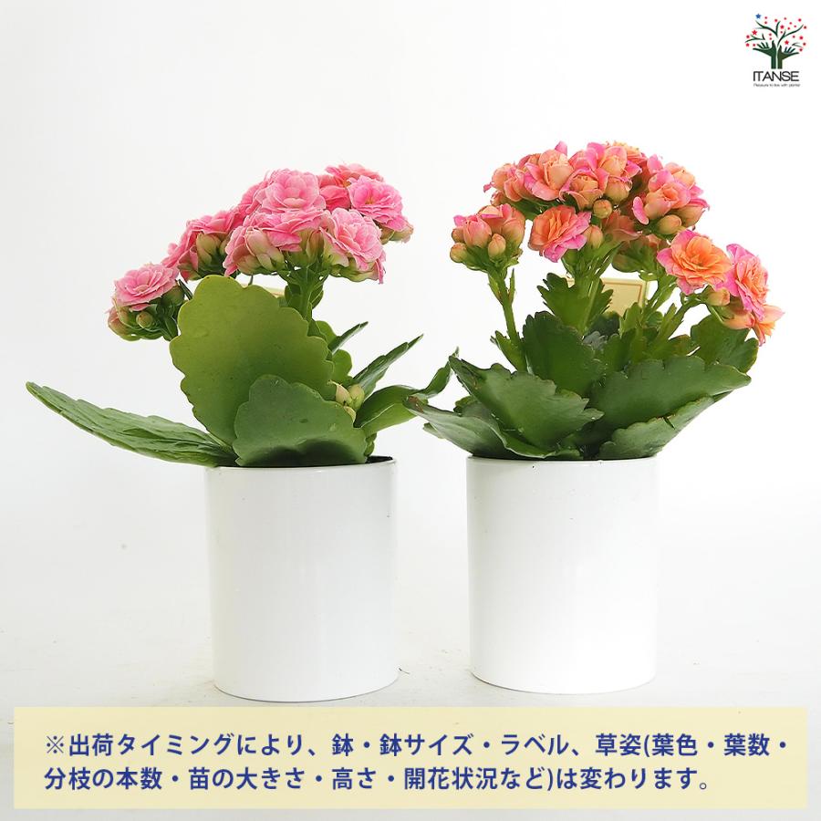 カランコエ クイーンローズ ピンク系 多肉植物 2.5号/お買い得2個