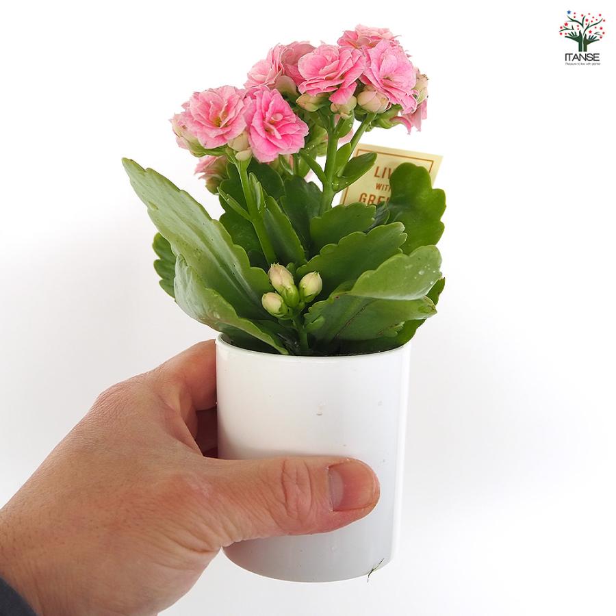 カランコエ 小型 植物 ピンクの花 園芸ネット本店｜カランコエ：クイーンモアフラワーズ ピンクパリ4号鉢