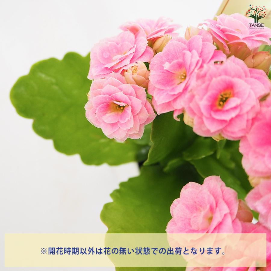 カランコエ ピンク花 多肉植物 カランコエ クイーンローズ ピンク系 多肉植物 2.5号/お買い得4個