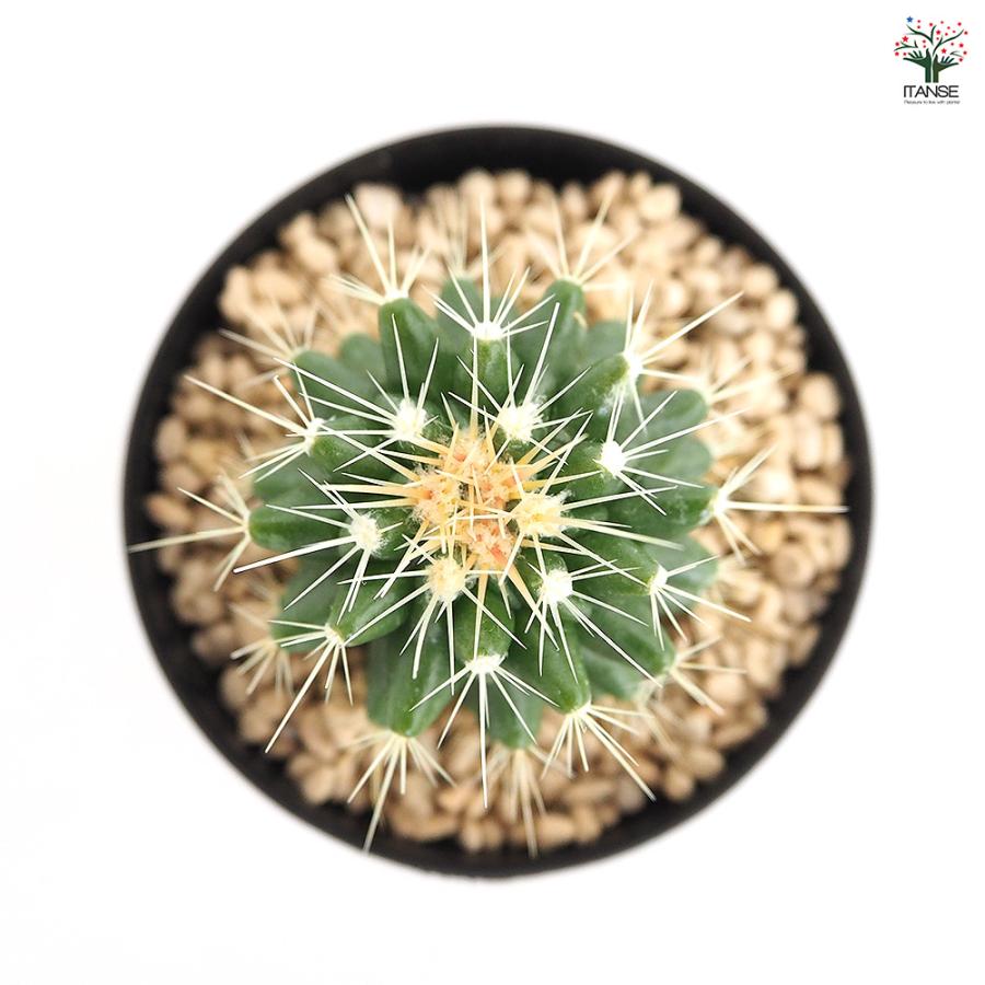 サボテン 金鯱(キンシャチ) 多肉植物 2.5号/お買い得2個セット