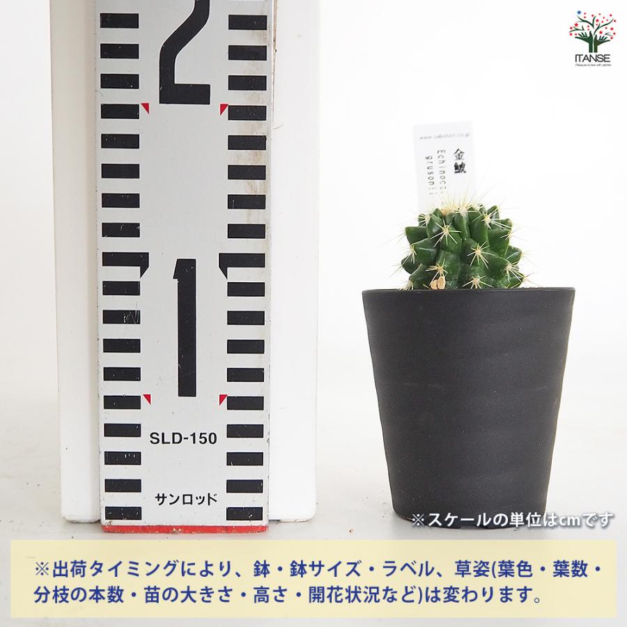 サボテン 金鯱(キンシャチ) 多肉植物 2.5号/お買い得3個セット