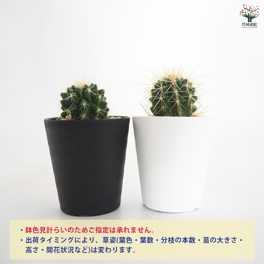 サボテン 金鯱(キンシャチ) 多肉植物 2.5号/お買い得3個セット