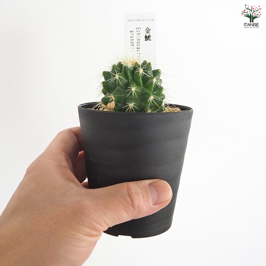 サボテン 金鯱(キンシャチ) 多肉植物 2.5号/お買い得3個セット