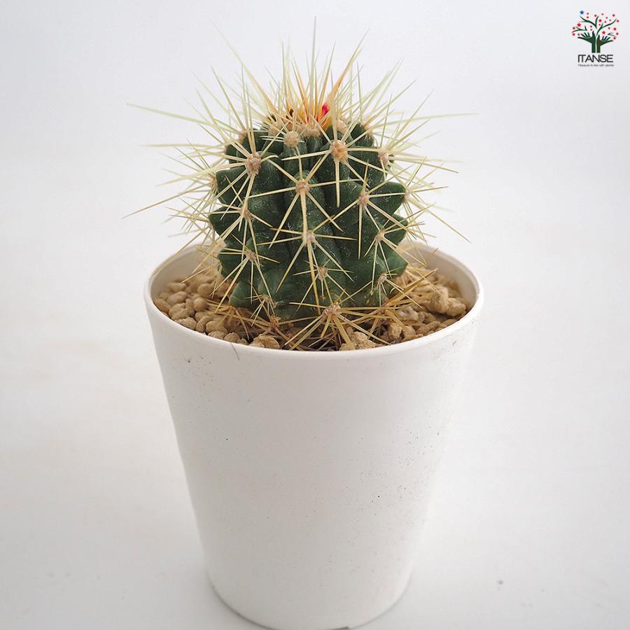 サボテン 金鯱(キンシャチ) 多肉植物 2.5号/お買い得4個セット