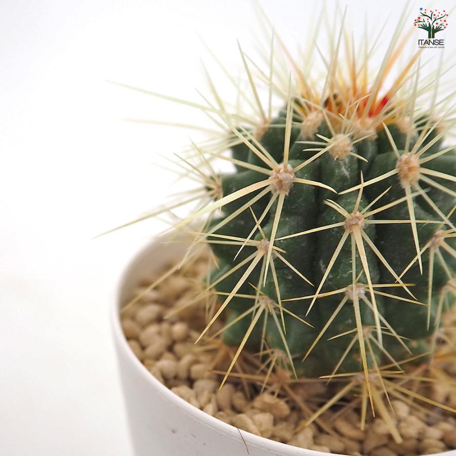 サボテン 金鯱(キンシャチ) 多肉植物 2.5号/お買い得4個セット