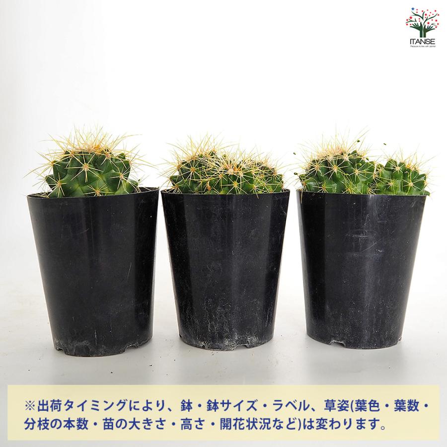 サボテン 金鯱(キンシャチ) 多肉植物 3号/お買い得2個セット さぼてん