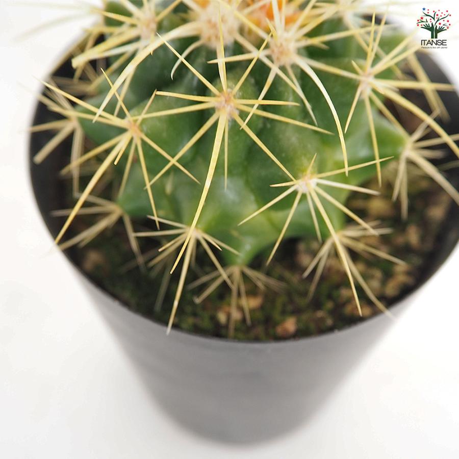 サボテン 金鯱(キンシャチ) 多肉植物 3号/お買い得3個セット さぼてん