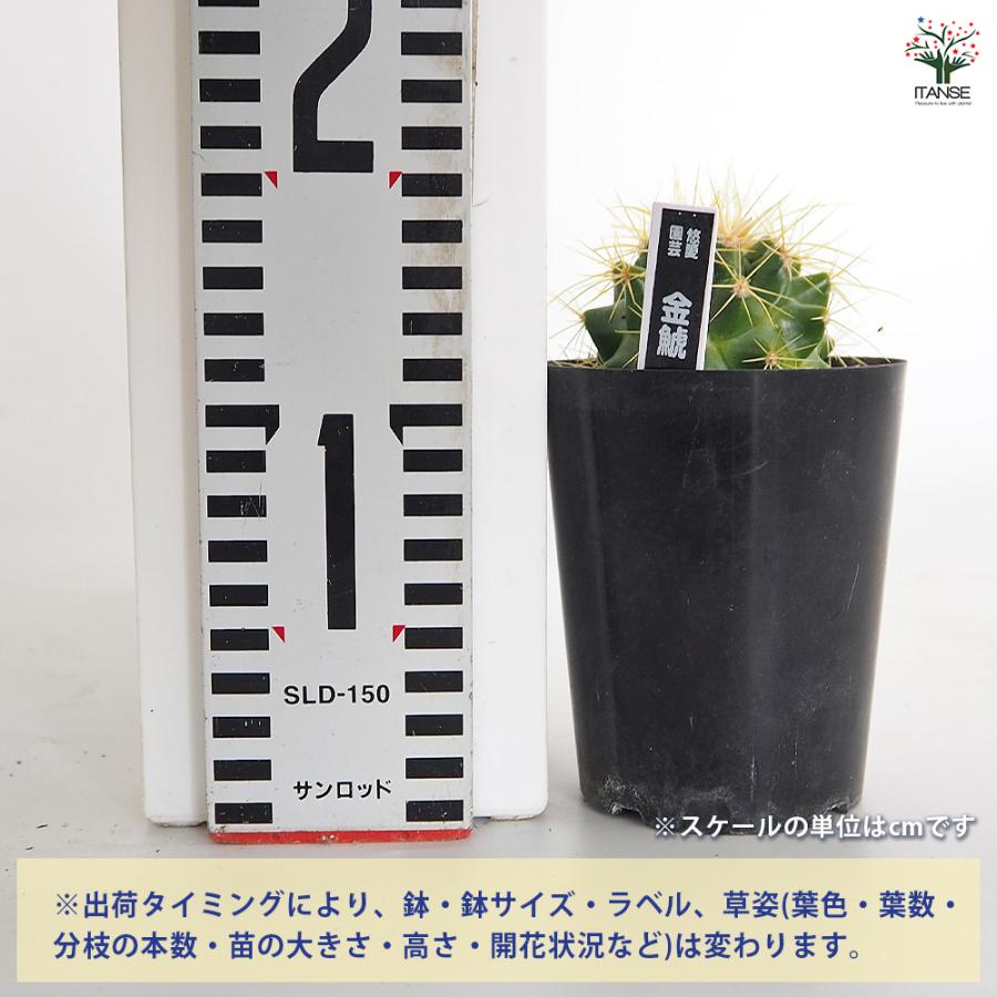 サボテン 金鯱(キンシャチ) 多肉植物 3号/お買い得4個セット さぼてん