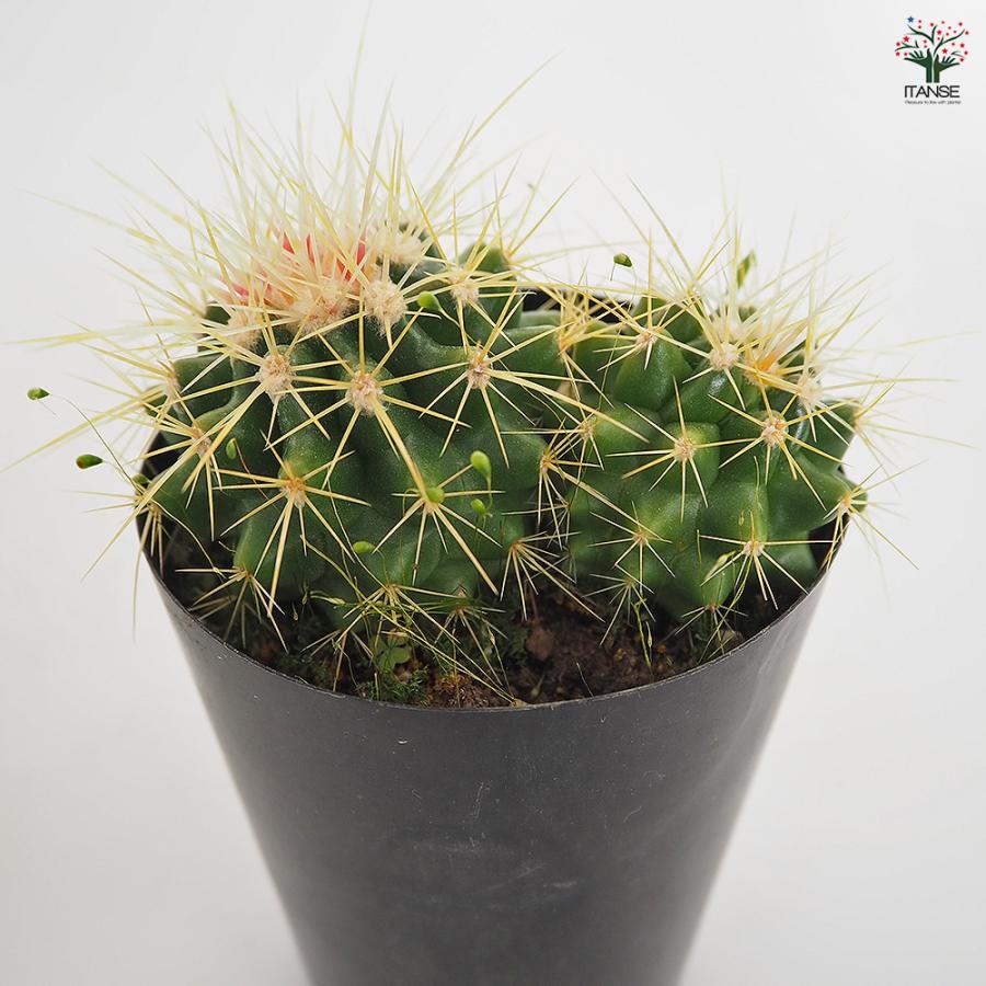 サボテン 金鯱(キンシャチ) 多肉植物 3号/お買い得4個セット さぼてん