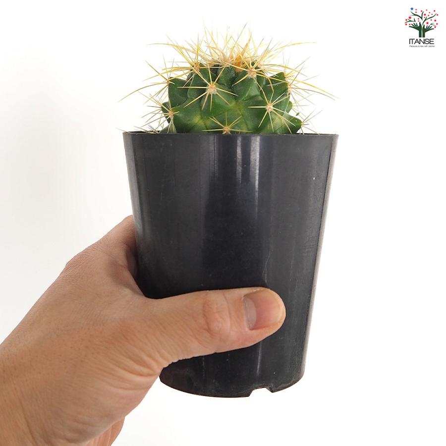 サボテン 金鯱(キンシャチ) 多肉植物 3号/お買い得4個セット さぼてん