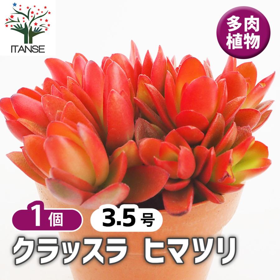 クラッスラ ヒマツリ 多肉植物 3.5号/1個売り 小さな庭 おうち園芸 ベランダ栽培 ギフト（Yahoo!・野菜苗・植物・青果物販売のITANSE）