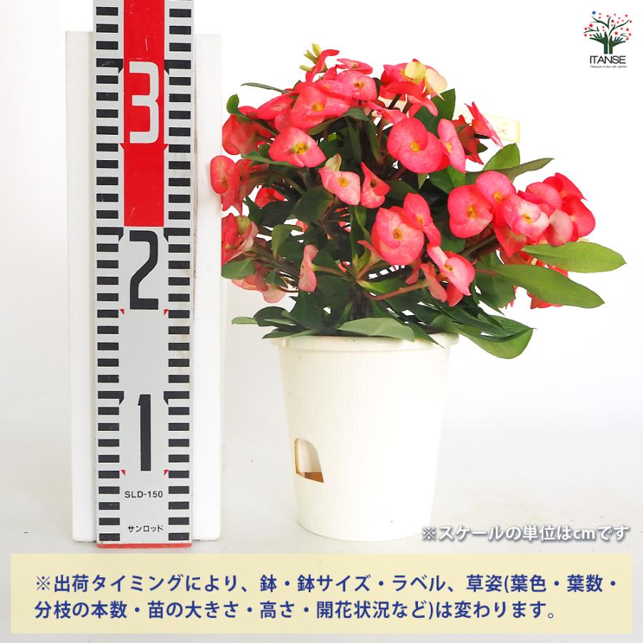 ハナキリン シャインキッス赤系 多肉植物 4号/1個売り コンパクト