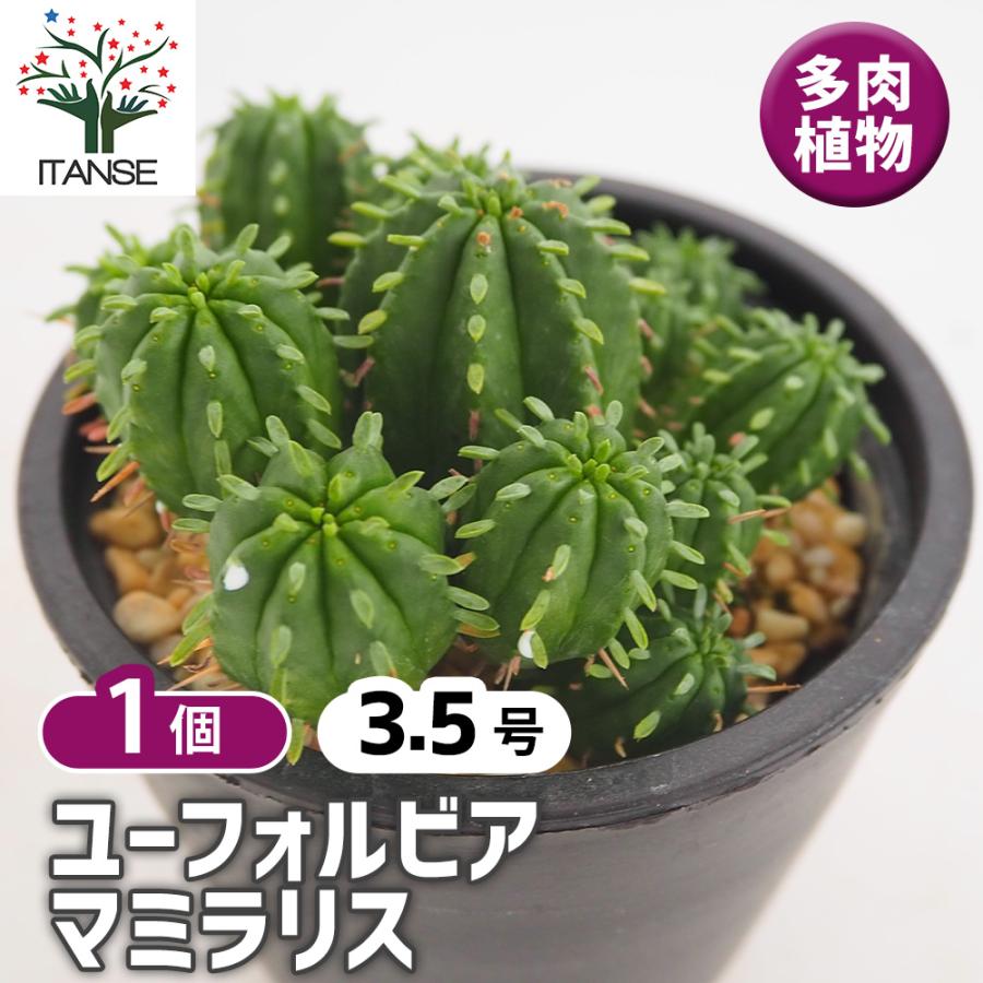 k*m様 珍奇植物‼️ 実生 ユーフォルビア フィリフローラ 鉢のまま宅急便発送 ユーフォルビア マミラリス 多肉植物 3.5号/1個売り 花苗 お花 宿根草