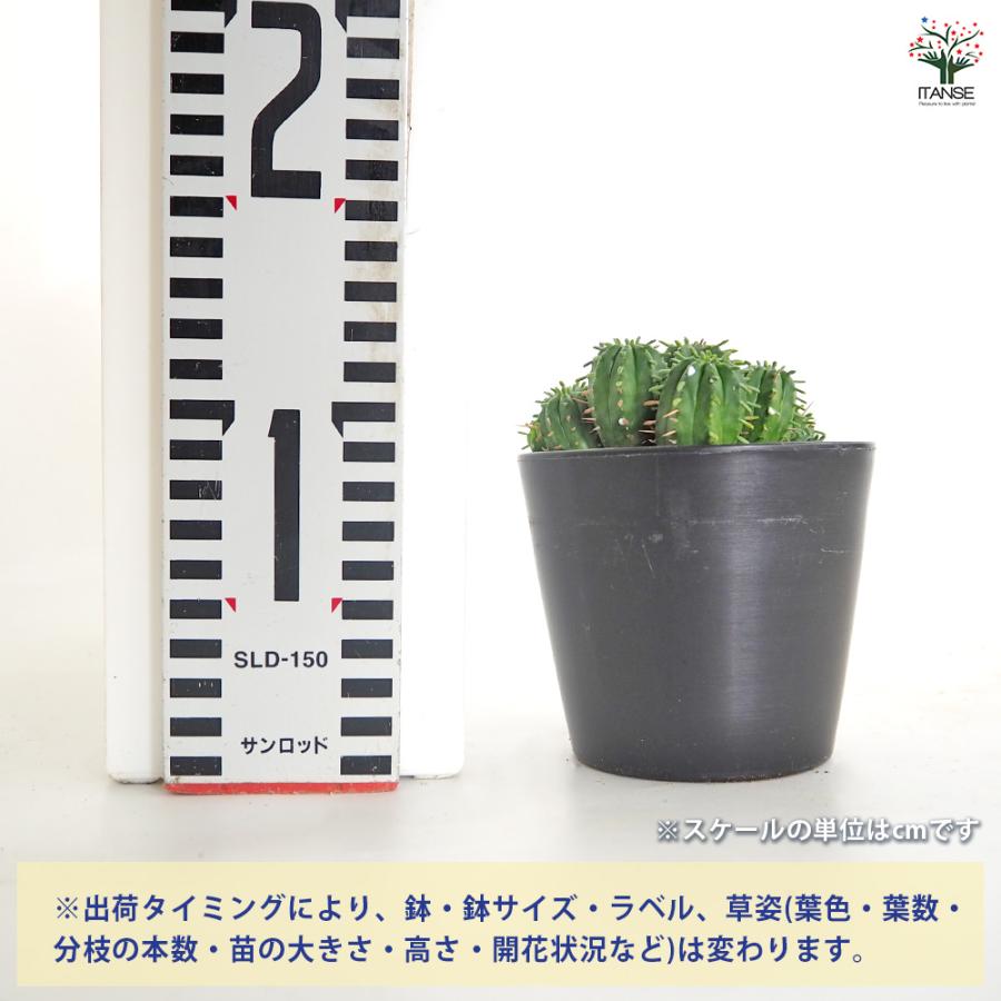 ユーフォルビア マミラリス 多肉植物 3.5号/1個売り 花苗 お花 宿根草
