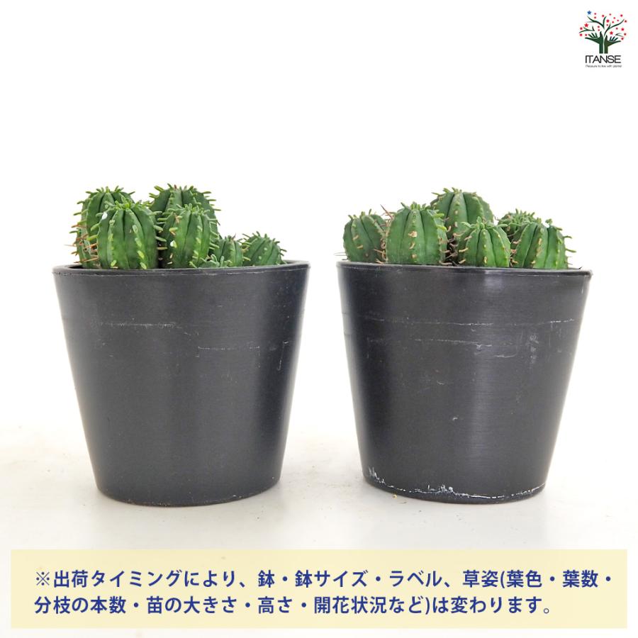 ユーフォルビア マミラリス 多肉植物 3.5号/1個売り 花苗 お花 宿根草