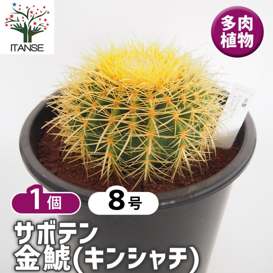 多肉植物　サボテン　８点
まとめて 多肉植物【一点物】柱サボテン（ブランチ）/ 8寸・約H73cm : ライフ