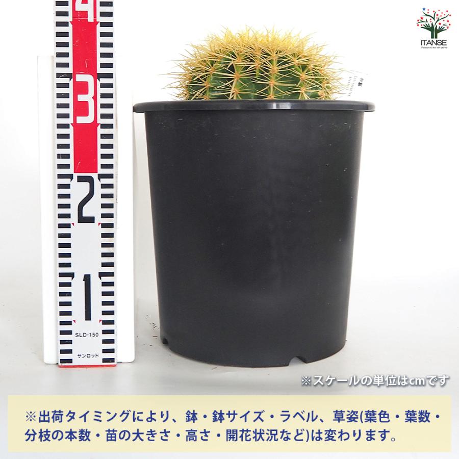 サボテン 金鯱(キンシャチ) 多肉植物 8号/1個売り さぼてん 仙人掌