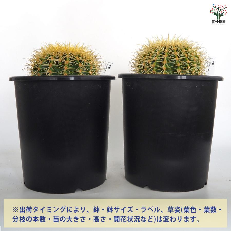 金鯱　サボテン 金鯱 サボテン 特大 | 観葉植物 - 観葉植物・多肉植物の販売、通販│cocoha