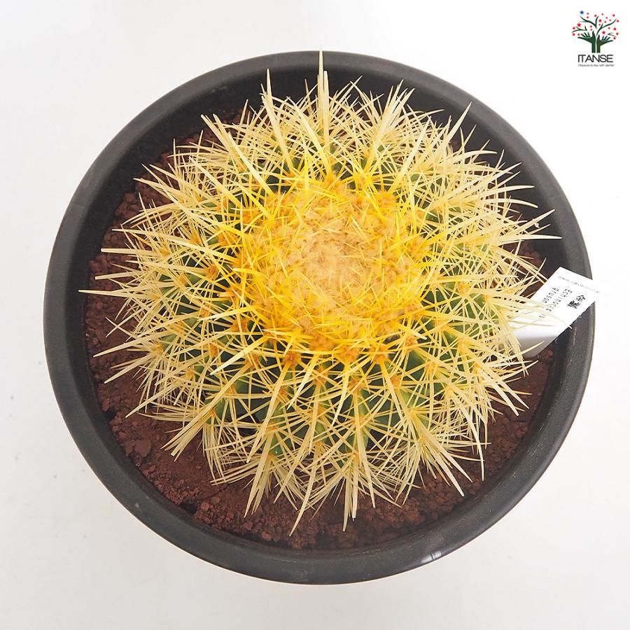 サボテン 金鯱(キンシャチ) 多肉植物 8号/1個売り さぼてん 仙人掌