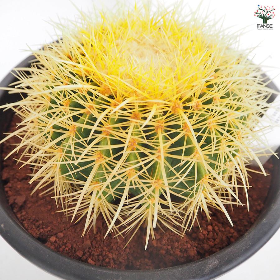 サボテン 金鯱(キンシャチ) 多肉植物 8号/1個売り さぼてん 仙人掌