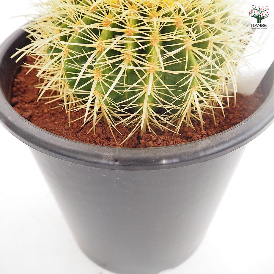 サボテン 金鯱(キンシャチ) 多肉植物 8号/1個売り さぼてん 仙人掌