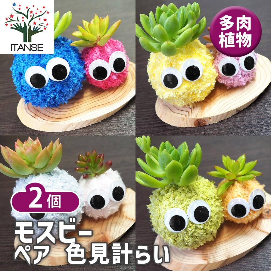 専用！多肉植物^o^  美人さん2種セット 多肉寄せ植え モスビー ペア色見計らい 多肉植物 /お買い得2個セット