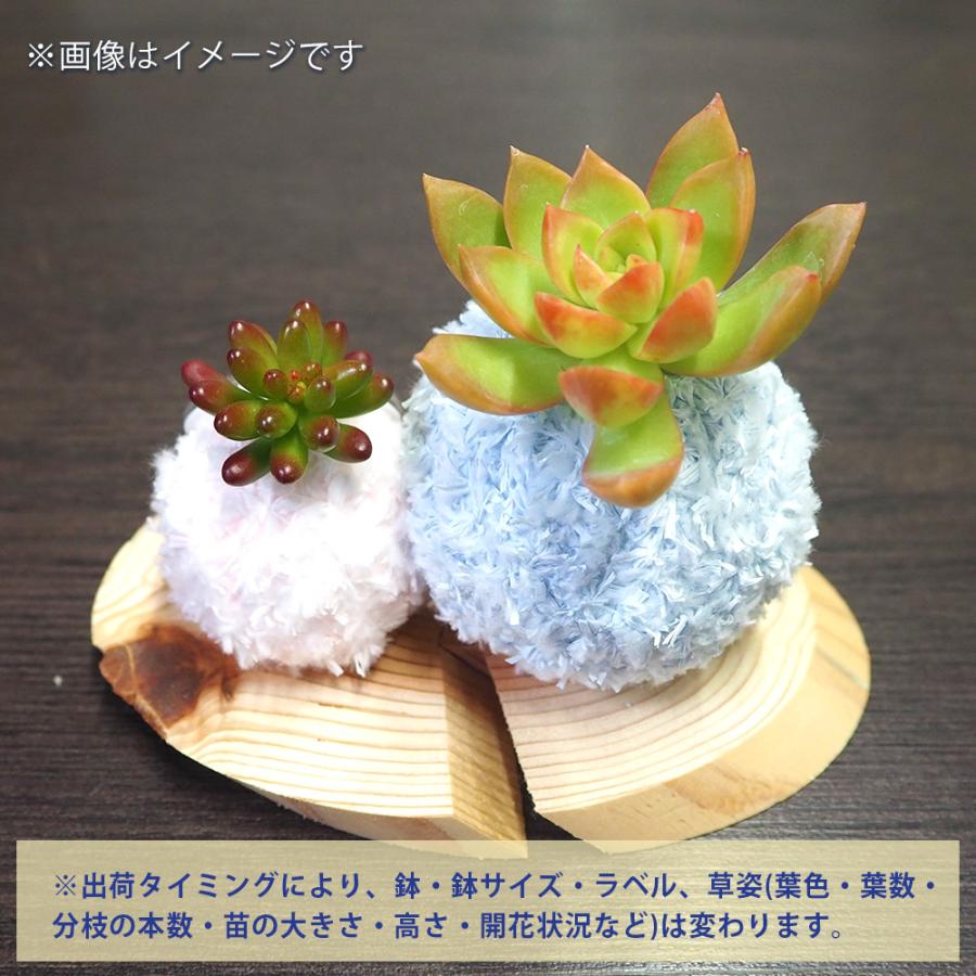 多肉寄せ植え モスビー ペア色見計らい 多肉植物 /お買い得2個セット