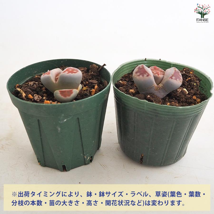 リトープス ミックベルゲンシス 多肉植物 2.5号/お買い得8個セット