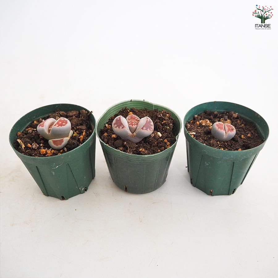 リトープス ミックベルゲンシス 多肉植物 2.5号/お買い得8個セット
