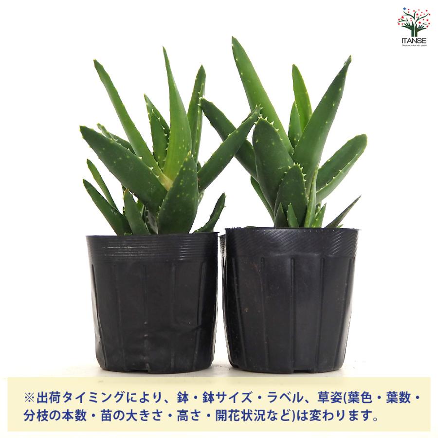 アロエ 不夜城 多肉植物 3号/1個売り キダチアロエ 木立アロエ 医者