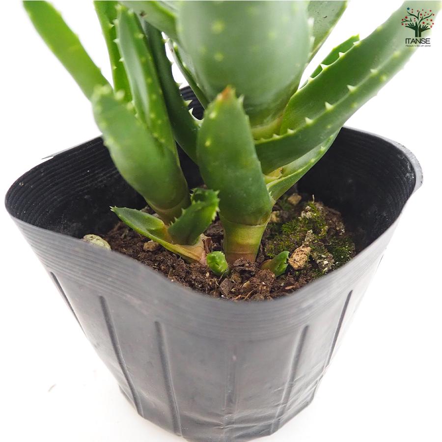 アロエ 不夜城 多肉植物 3号/1個売り キダチアロエ 木立アロエ 医者