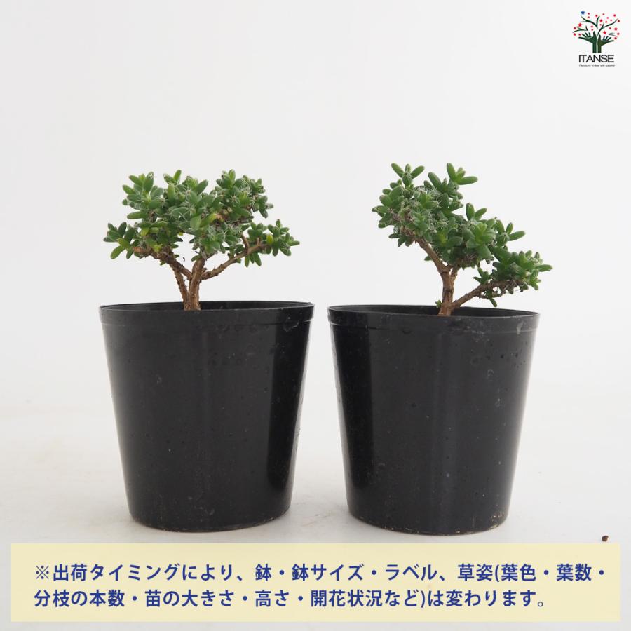 トリコディアデマ ブルボスム 姫紅小松 多肉植物 2.5号/1個売り