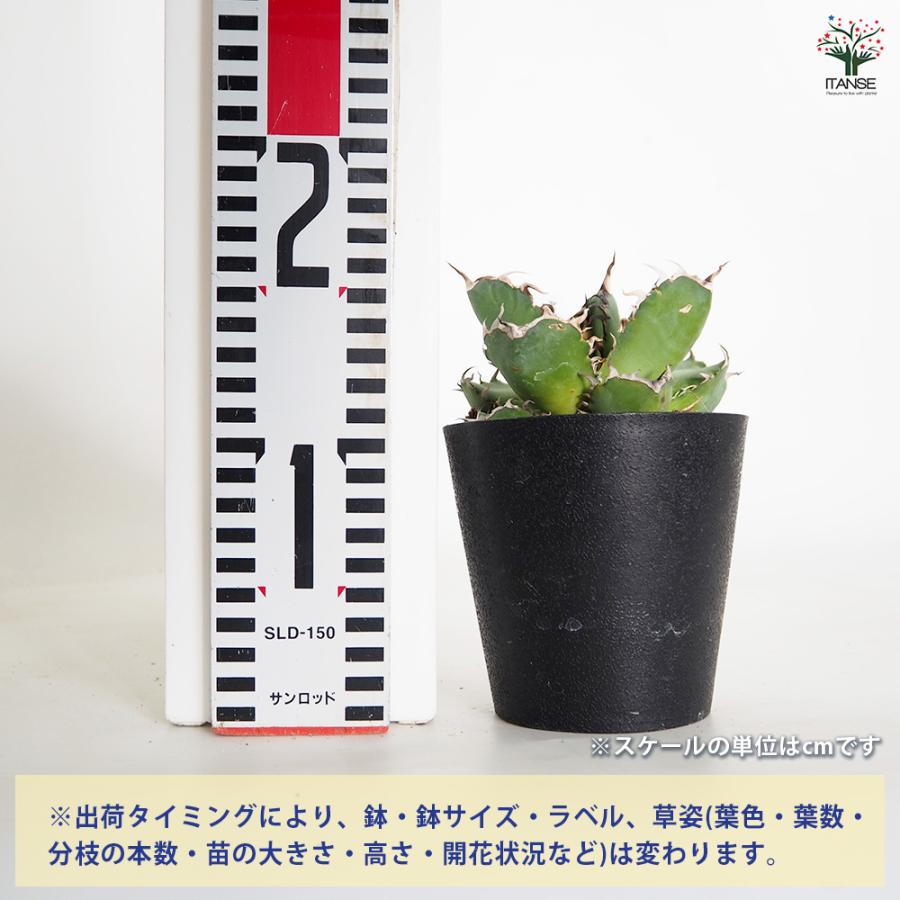 アガベ 黒鯨 多肉植物 4号/1個売り リビング オフィス 事務所