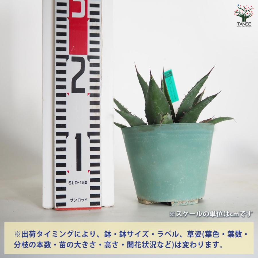 アガベ ショータイム 多肉植物 4.5号/1個売り リビング オフィス 事務
