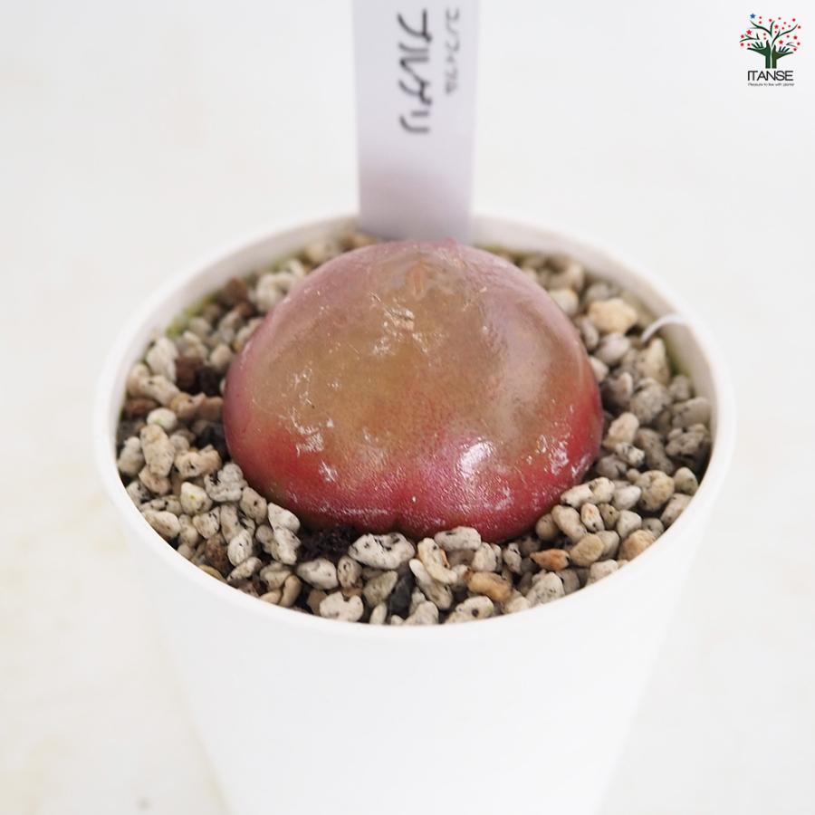 コノフィツム ブルゲリ 多肉植物 2.5号/1個売り 育てる宝石 レア