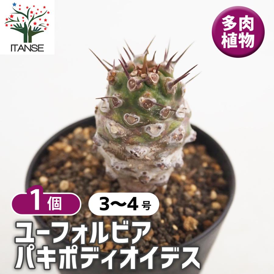 ユーフォルビア　ガムケンシス　オベサ　パキポディオイデス　セット ユーフォルビア パキポディオイデス 多肉植物 3号/1個売り 花苗 お花