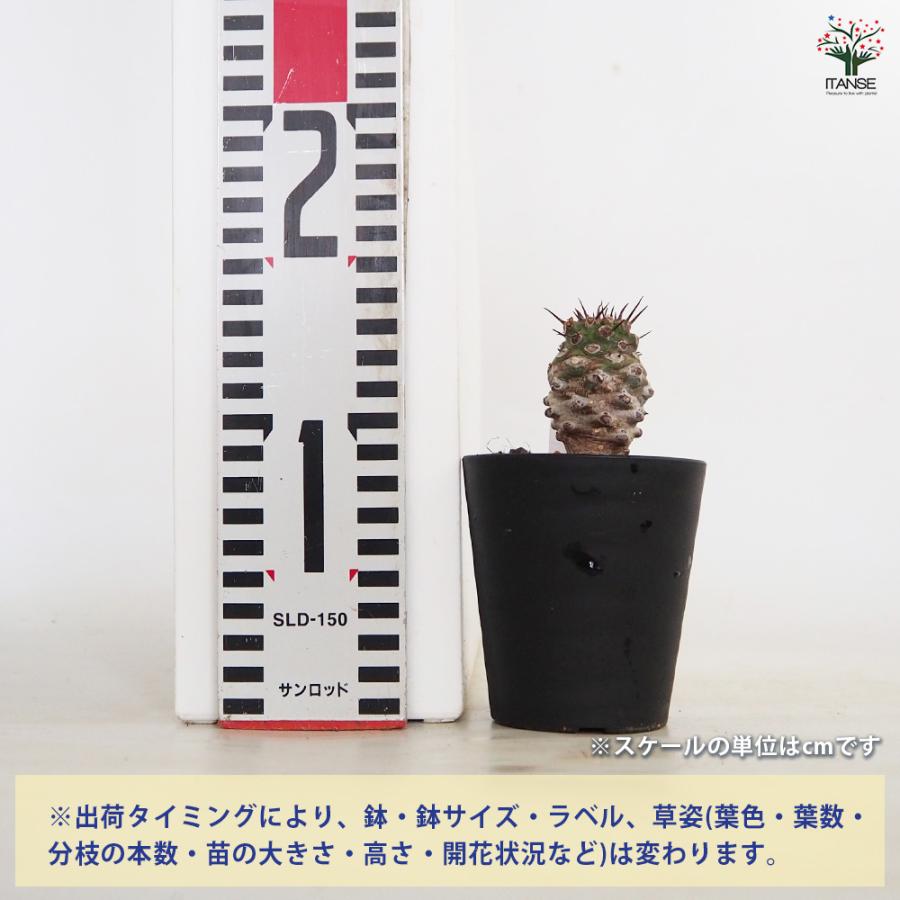 ユーフォルビア パキポディオイデス 多肉植物 3号/1個売り 花苗 お花