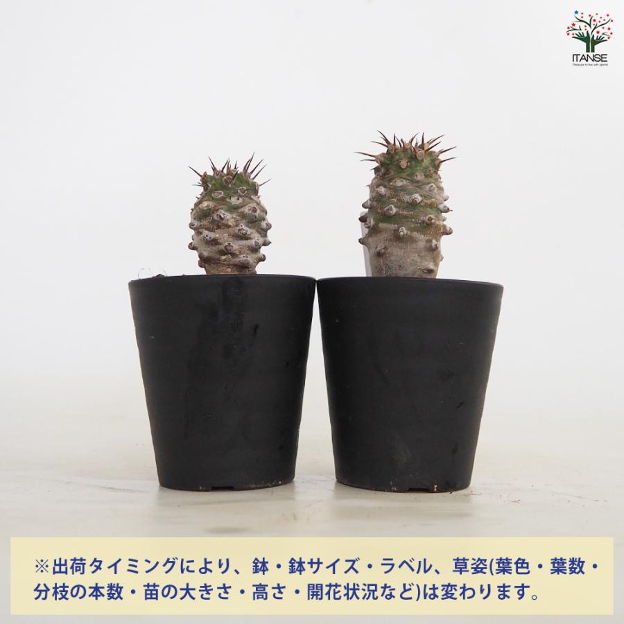 ユーフォルビア パキポディオイデス 多肉植物 3号/1個売り 花苗 お花