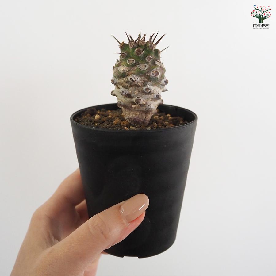 ユーフォルビア パキポディオイデス 多肉植物 3号/1個売り 花苗 お花