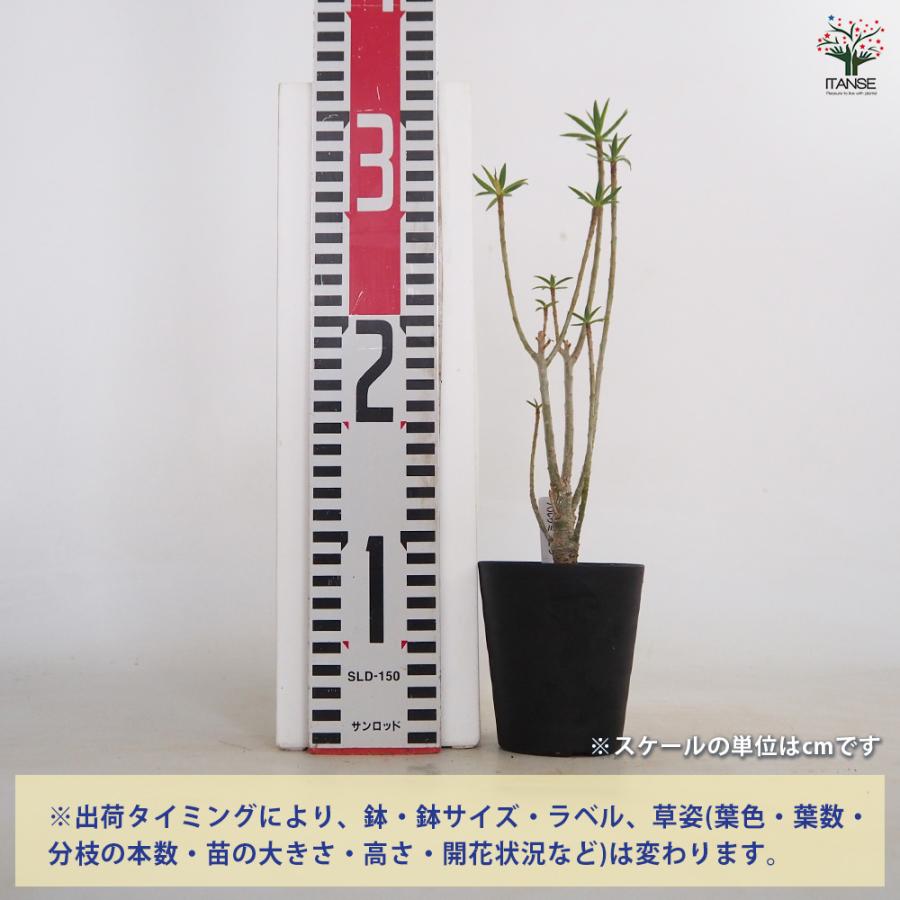 ユーフォルビア バルサミフェラ 多肉植物 3号/1個売り 花苗 お花