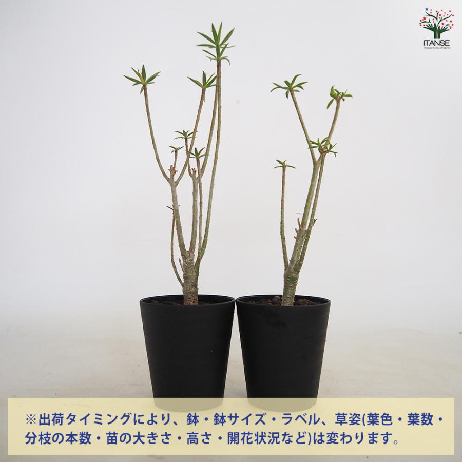 【しゃちおさま専用】ユーフォルビア　バルサミフェラ　現地球　発根済み ユーフォルビア バルサミフェラ 多肉植物 3号/1個売り 花苗 お花
