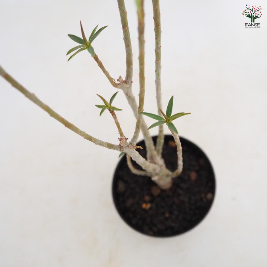 ユーフォルビア バルサミフェラ 多肉植物 3号/1個売り 花苗 お花