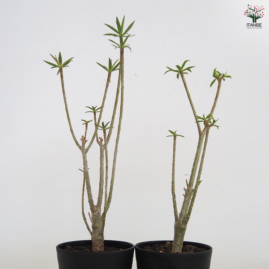 ユーフォルビア・バルサミフェラ　　塊根植物 ユーフォルビア・バルサミフェラ | trigger