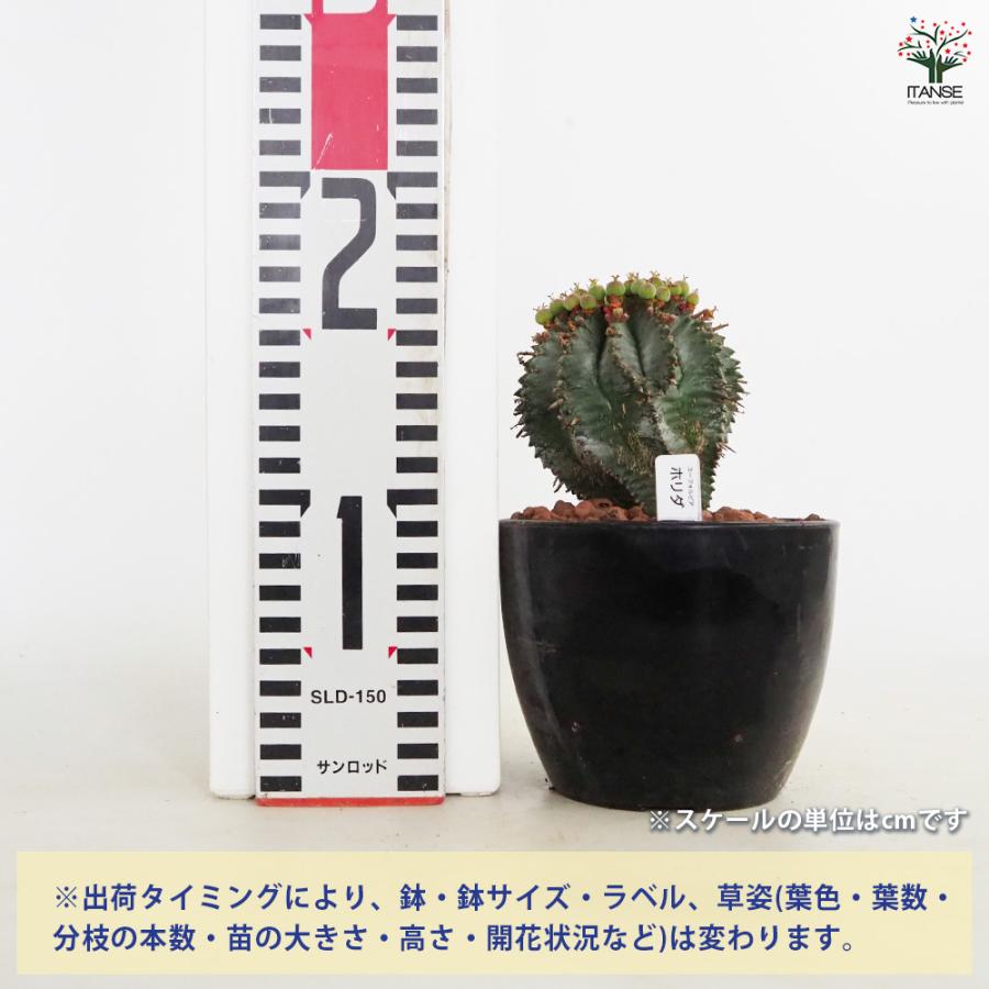 ユーフォルビア ホリダ 多肉植物 4号/1個売り 花苗 お花 宿根草 多年草