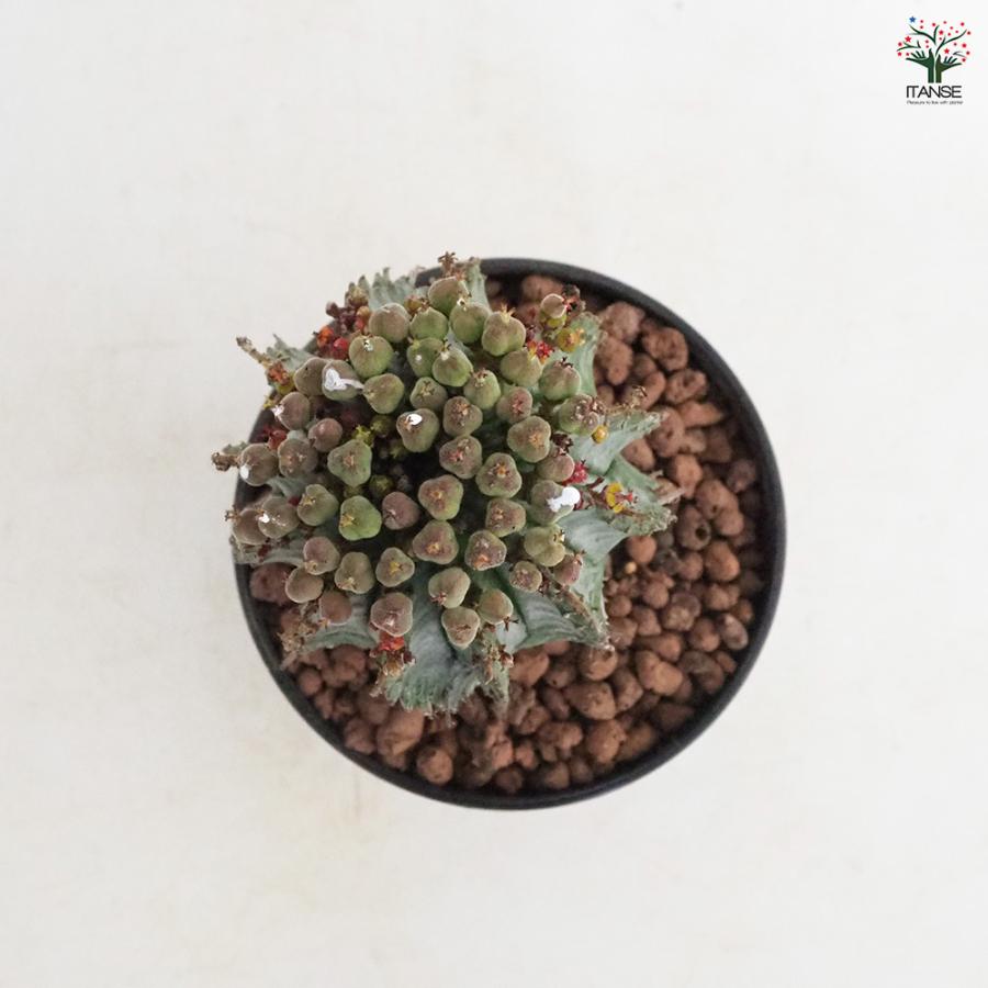 ユーフォルビア ホリダ 多肉植物 4号/1個売り 花苗 お花 宿根草 多年草